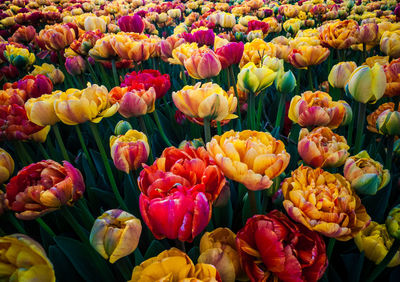 Full frame shot of multi colored tulips