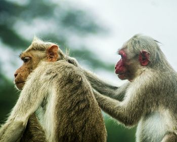 Close-up of monkey