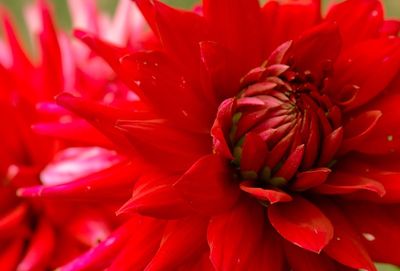 Close-up of red flower blooming outdoors