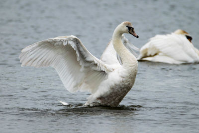 Close-up of swan in lake