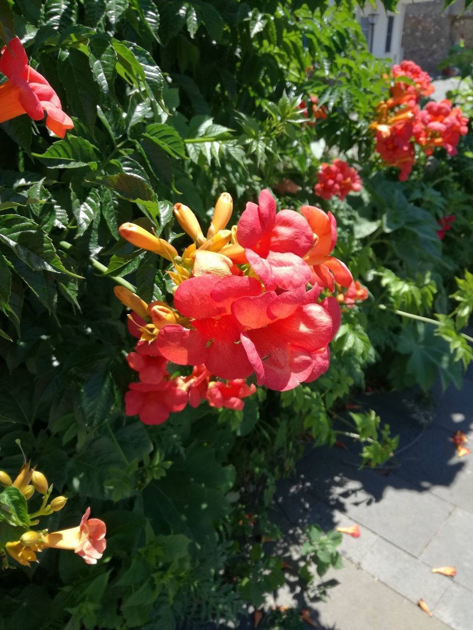 CLOSE-UP OF RED ROSE FLOWER