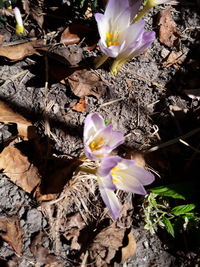 High angle view of purple crocus flowers