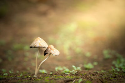 Close-up of mushroom on field