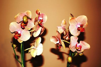Close-up of orchids
