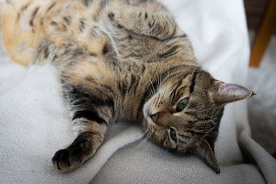 High angle view of cat relaxing at home