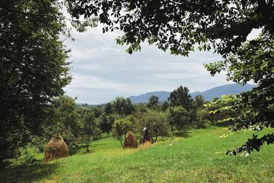 View of sheep on grassy field against sky