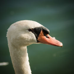 Close-up of swan