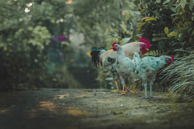 Flock of birds on land