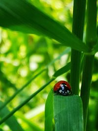 Close-up of insect on leaf