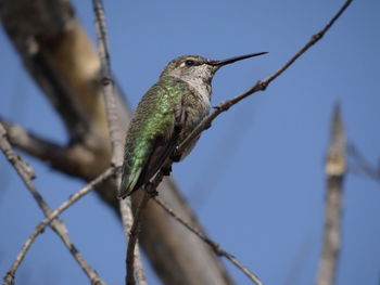 Bird perching on a branch