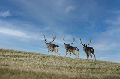 Deer on field against sky