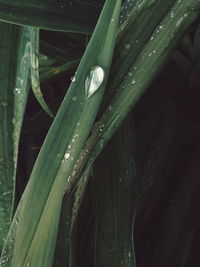 Close-up of wet plant