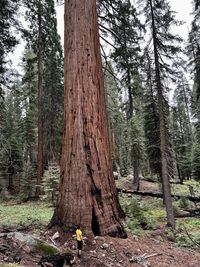 Human comparison with mammoth tree