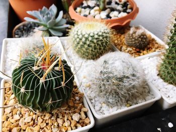 High angle view of potted plants