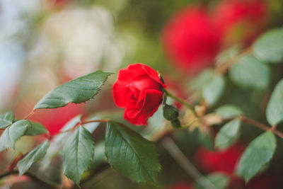 Close-up of red rose blooming outdoors