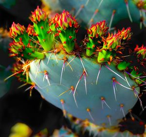 Close-up of plant with water drops