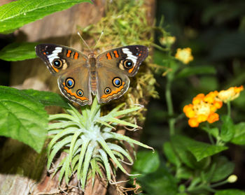 Close-up of butterfly pollinating on flower