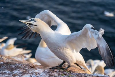 Seagull flying over sea