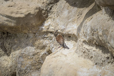 Low angle view of bird on rock