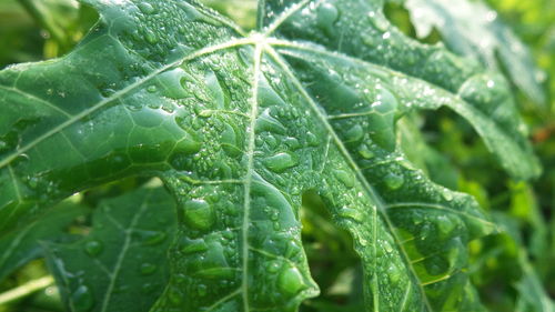 Close-up of wet leaves on rainy day