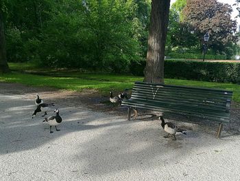 Ducks on tree