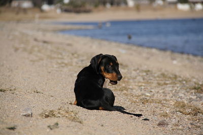 Portrait of dog on beach