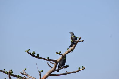 Low angle view of bird perching on tree against clear blue sky