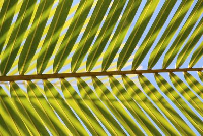 Close-up of tree against sky