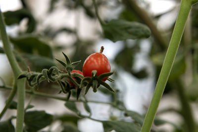 Close-up of red tomato on the stalk