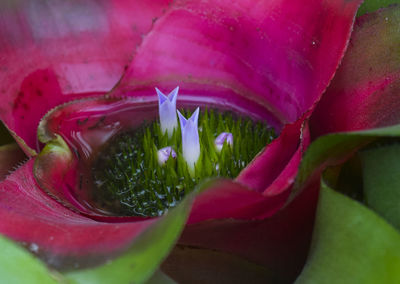 Close-up of pink rose flower