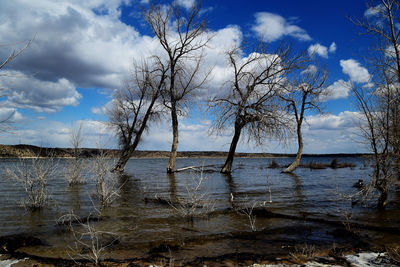 Bare trees by lake against sky