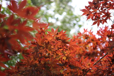 Close-up of maple leaves on tree