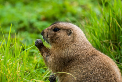 Close-up of squirrel on field