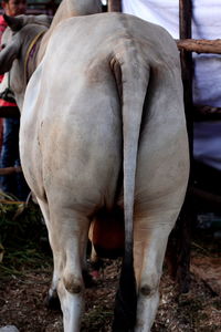 Horse standing in ranch