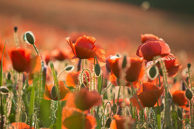 Close-up of red flower