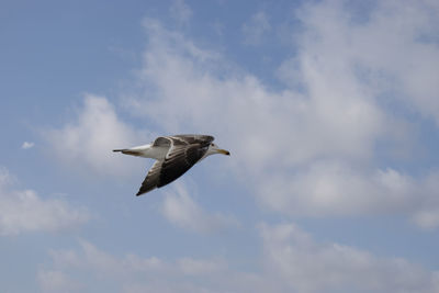 Low angle view of seagull flying