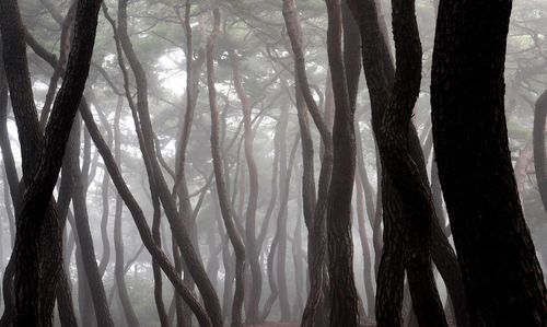 Trees in forest