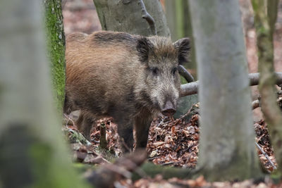 View of an animal on tree trunk