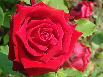 Close-up of red rose blooming outdoors