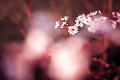 Close-up of flowers against blurred background