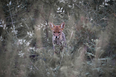 Fox standing in forest