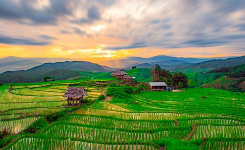 Scenic view of rice field against sky during sunset