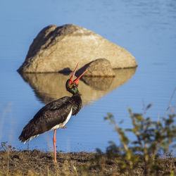 Close-up of bird perching on a rock