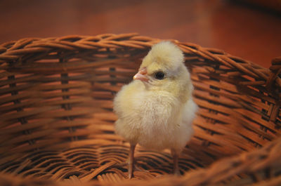 High angle view of chick in basket