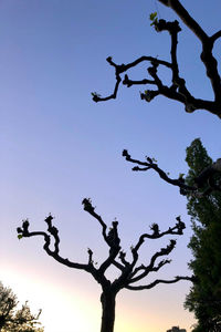 Low angle view of silhouette bare tree against clear sky