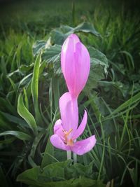 Close-up of pink flower blooming in field