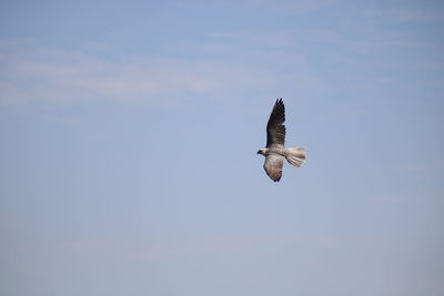 Low angle view of eagle flying against clear sky