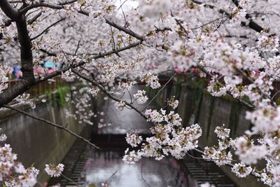 Cherry blossoms in spring