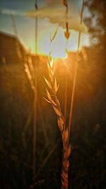 Close-up of wheat growing on field at sunset