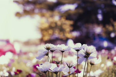 Close-up of purple flowering plant